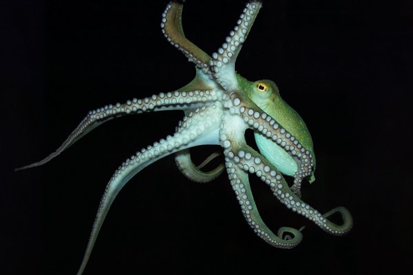 Как найти kraken