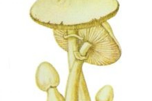 Kra31at