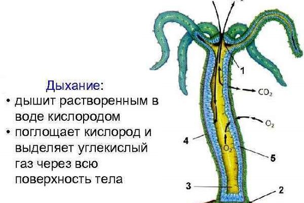 Как восстановить аккаунт в кракен