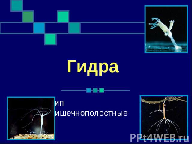 Кракен ссылка работает